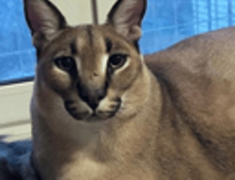 how much is the game marshock200 on pc