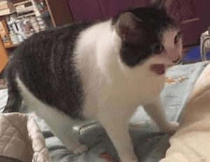 valan slap845 on mac