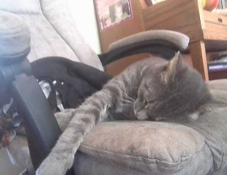 what noodles do you use for zavagouda