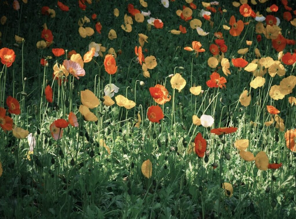 poppy playtime chapter 3 kleurplaat